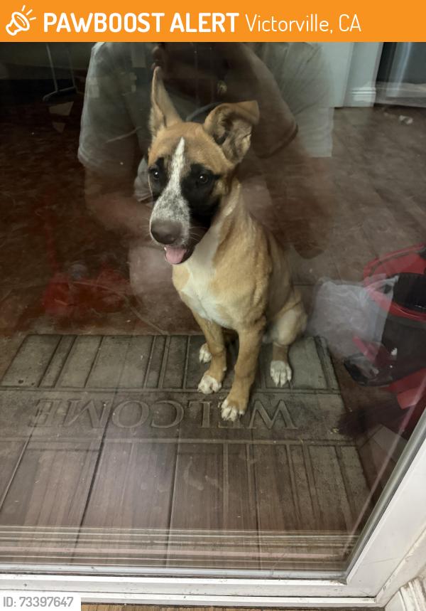 Found/Stray Female Dog last seen Near and dos palmas, Victorville, CA 92392