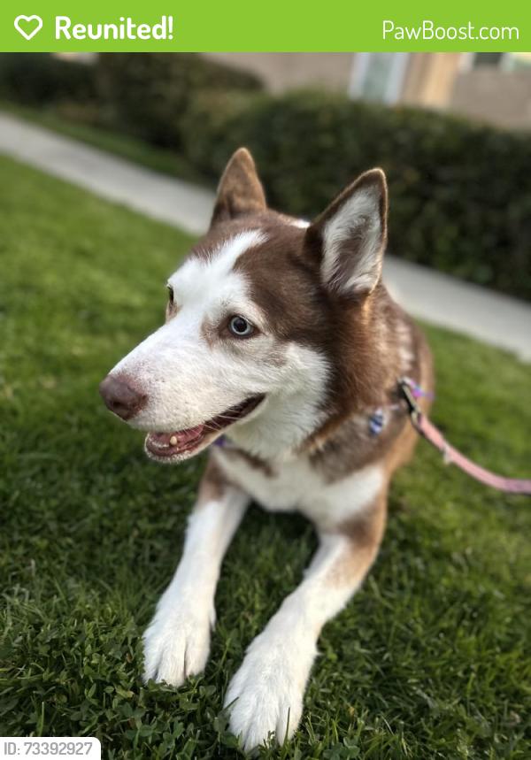 Reunited Female Dog last seen Near Arizona, West Covina, CA 91792, USA, West Covina, CA 91792