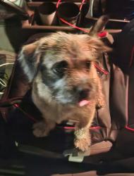 Found/Stray Unknown Dog last seen Outside the school, I almost hit them while they ran across the road. I was getting home really late around 3am. They're a really friendly dog i cant imagine a stray, Atlanta, GA 30318