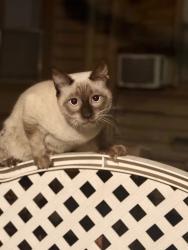 Reunited Unknown Cat last seen Hancock/Aylesworth, Los Angeles, CA 90031