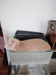 Reunited Female Cat last seen Canton & Englewood Dr, Lemon Grove, CA 91945