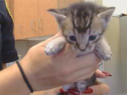 Shelter Stray Male Cat last seen STRINGER WAY/CROSSBOW WAY, 95829, 3839 Bradshaw Rd, Sacramento, CA 95827, USA