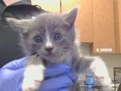 Shelter Stray Male Cat last seen ELLENMERE DR/STAFFORD WAY, 95821, 3839 Bradshaw Rd, Sacramento, CA 95827, USA