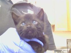 Shelter Stray Male Cat last seen ELLENMERE DR/STAFFORD WAY, 95821, 3839 Bradshaw Rd, Sacramento, CA 95827, USA