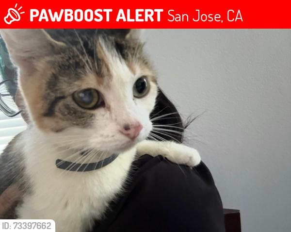 Lost Female Cat last seen Calmor ave, San Jose, CA 95123