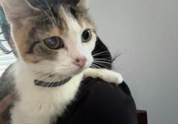 Lost Female Cat last seen Calmor ave, San Jose, CA 95123