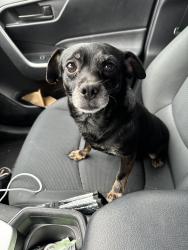 Lost Male Dog last seen Tamarack, Brea, CA 92821