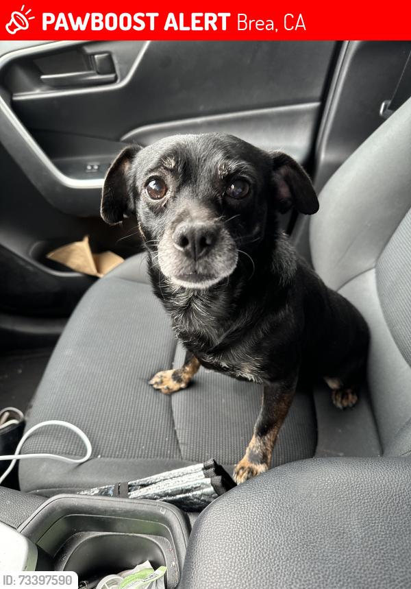 Lost Male Dog last seen Tamarack, Brea, CA 92821