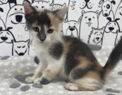 Shelter Stray Female Cat last seen , 957 N Gaffey St, San Pedro, CA 90731, USA
