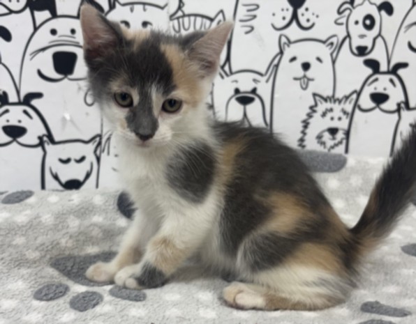 Shelter Stray Female Cat last seen , 957 N Gaffey St, San Pedro, CA 90731, USA