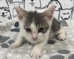 Shelter Stray Male Cat last seen , 957 N Gaffey St, San Pedro, CA 90731, USA