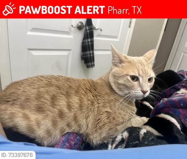 Lost Male Cat last seen Eldora and sugar, Pharr, TX 78577
