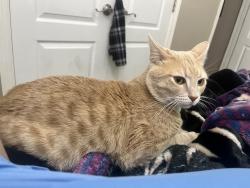 Lost Male Cat last seen Eldora and sugar, Pharr, TX 78577