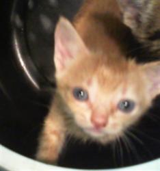Shelter Stray Male Cat last seen CHARLOTTE, 8315 Byrum Dr, Charlotte, NC 28217, USA