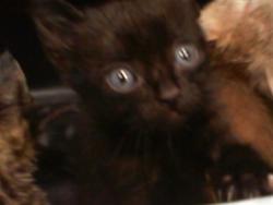 Shelter Stray Male Cat last seen CHARLOTTE, 8315 Byrum Dr, Charlotte, NC 28217, USA