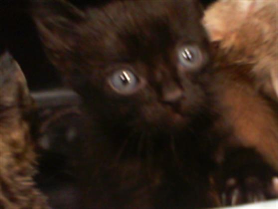 Shelter Stray Male Cat last seen CHARLOTTE, 8315 Byrum Dr, Charlotte, NC 28217, USA