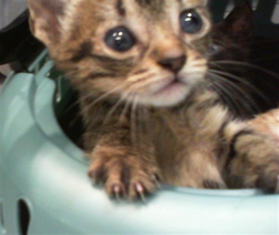Shelter Stray Male Cat last seen CHARLOTTE, 8315 Byrum Dr, Charlotte, NC 28217, USA
