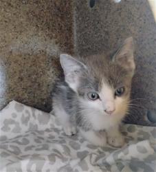 Shelter Stray Male Cat last seen WALMART IN HIGHLAND, 333 Chandler Pl, San Bernardino, CA 92408, USA