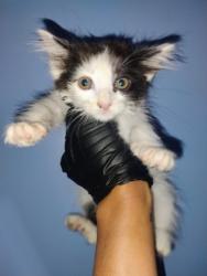 Shelter Stray Female Cat last seen WALMART IN HIGHLAND, 333 Chandler Pl, San Bernardino, CA 92408, USA