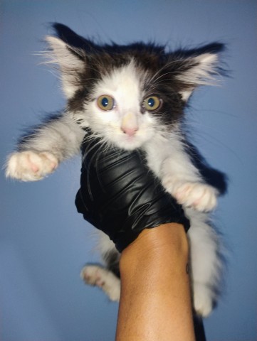 Shelter Stray Female Cat last seen WALMART IN HIGHLAND, 333 Chandler Pl, San Bernardino, CA 92408, USA