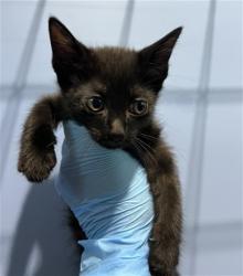 Shelter Stray Male Cat last seen , 333 Chandler Pl, San Bernardino, CA 92408, USA