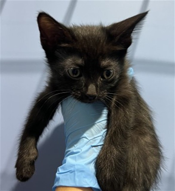 Shelter Stray Female Cat last seen , 333 Chandler Pl, San Bernardino, CA 92408, USA