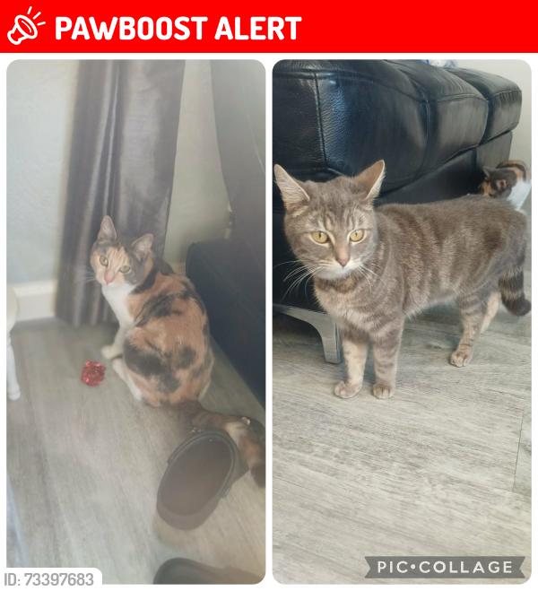 Lost Female Cat last seen Chapelford, Great Sankey, England WA5 3AG