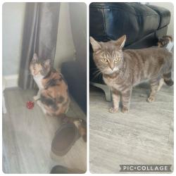 Lost Female Cat last seen Chapelford, Great Sankey, England WA5 3AG