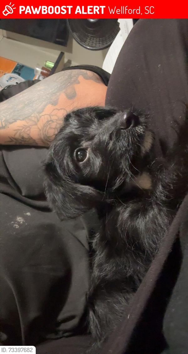 Lost Female Dog last seen Broad street, Wellford, SC 29377