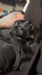 Lost Female Dog last seen Broad street, Wellford, SC 29377