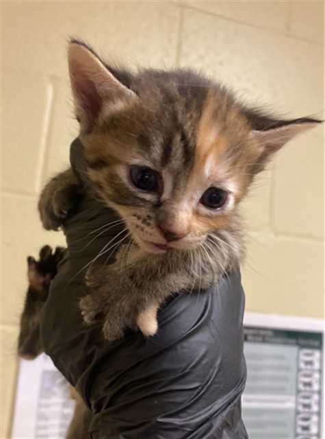 Shelter Stray Female Cat last seen ROBINRIDGE WAY & COTTONTAIL WAY, 2127 Front St, Sacramento, CA 95818, USA