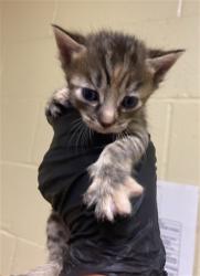 Shelter Stray Female Cat last seen ROBINRIDGE WAY & COTTONTAIL WAY, 2127 Front St, Sacramento, CA 95818, USA