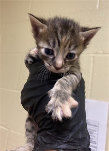 Shelter Stray Female Cat last seen ROBINRIDGE WAY & COTTONTAIL WAY, 2127 Front St, Sacramento, CA 95818, USA