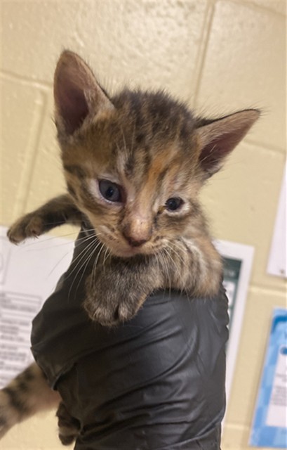 Shelter Stray Female Cat last seen ROBINRIDGE WAY & COTTONTAIL WAY, 2127 Front St, Sacramento, CA 95818, USA