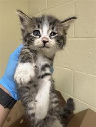 Shelter Stray Female Cat last seen 23RD ST & 51ST AVE, 2127 Front St, Sacramento, CA 95818, USA