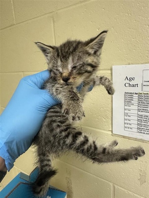 Shelter Stray Female Cat last seen 23RD ST & 51ST AVE, 2127 Front St, Sacramento, CA 95818, USA
