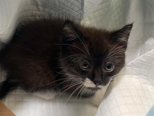 Shelter Stray Female Cat last seen 8TH ST & S ST, 2127 Front St, Sacramento, CA 95818, USA