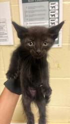 Shelter Stray Male Cat last seen SANTA TERESA WAY & DE LAVEAGA CT, 2127 Front St, Sacramento, CA 95818, USA