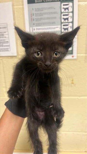 Shelter Stray Male Cat last seen SANTA TERESA WAY & DE LAVEAGA CT, 2127 Front St, Sacramento, CA 95818, USA