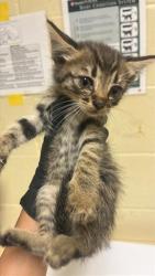 Shelter Stray Male Cat last seen SANTA TERESA WAY & DE LAVEAGA CT, 2127 Front St, Sacramento, CA 95818, USA