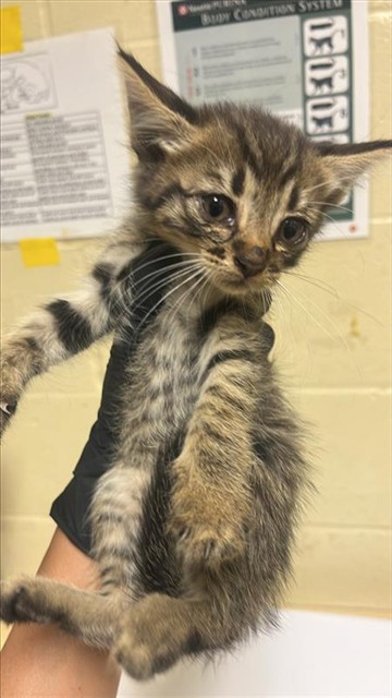 Shelter Stray Male Cat last seen SANTA TERESA WAY & DE LAVEAGA CT, 2127 Front St, Sacramento, CA 95818, USA