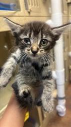Shelter Stray Female Cat last seen SANTA TERESA WAY & DE LAVEAGA CT, 2127 Front St, Sacramento, CA 95818, USA