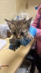 Shelter Stray Male Cat last seen SANTA TERESA WAY & DE LAVEAGA CT, 2127 Front St, Sacramento, CA 95818, USA