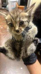 Shelter Stray Male Cat last seen SANTA TERESA WAY & DE LAVEAGA CT, 2127 Front St, Sacramento, CA 95818, USA