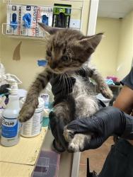 Shelter Stray Female Cat last seen SANTA TERESA WAY & DE LAVEAGA CT, 2127 Front St, Sacramento, CA 95818, USA