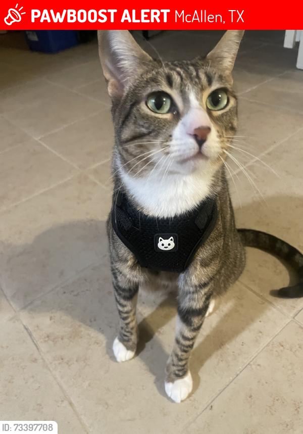 Lost Female Cat last seen Buddy Owens Ave next to the Twins auto service and El Toro Club, McAllen, TX 78504
