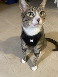 Lost Female Cat last seen Buddy Owens Ave next to the Twins auto service and El Toro Club, McAllen, TX 78504