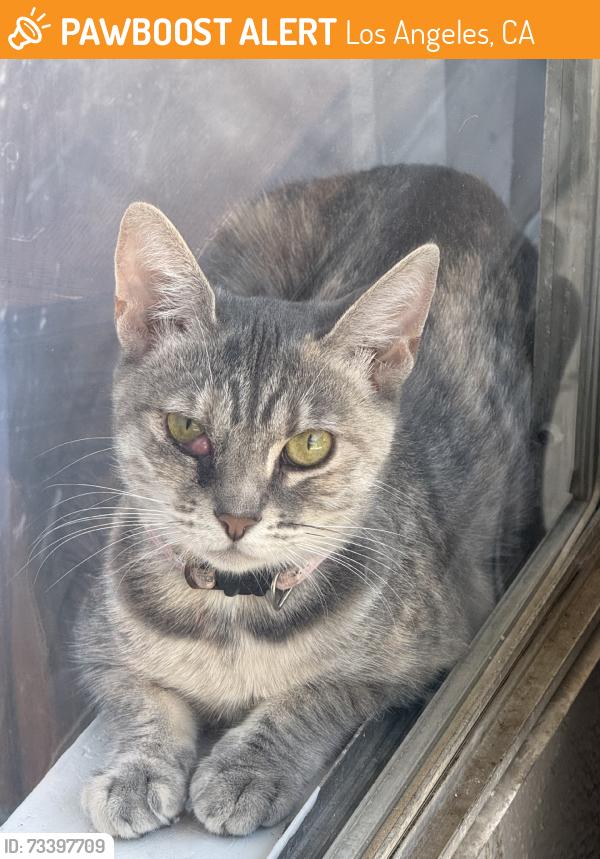 Found/Stray Female Cat last seen Chase and rosco, Los Angeles, CA 91324
