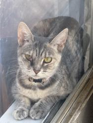 Found/Stray Female Cat last seen Chase and rosco, Los Angeles, CA 91324