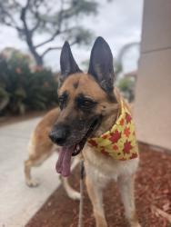 Shelter Stray Female Dog last seen Near Jackson Street, San Diego, CA, 92110, 5500 Gaines St, San Diego, CA 92110, USA